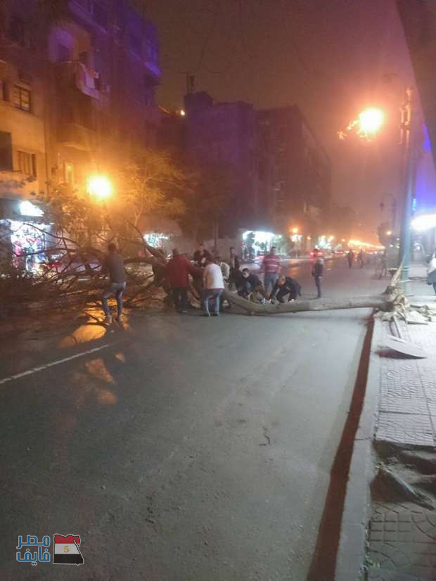 شاهد بالصور.. سقوط أشجار في وسط القاهرة بسبب الطقس السيء