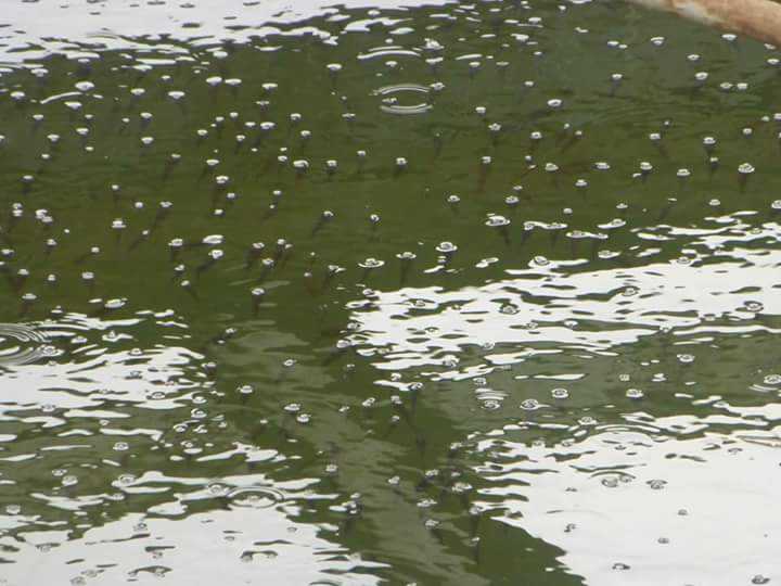 بالصور| حالة من الفزع تُصيب الأهالي بعد ظهور أسماك نافقة على سطح نهر النيل في شبراخيت بالبحيرة