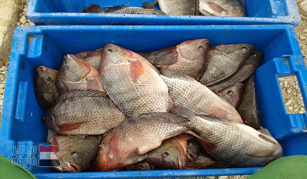مجلس الوزراء يؤكد.. ارتفاع كبير في أسعار السمك اليوم والبلطي يصل إلى 50 جنيهاً والجمبري يصل إلى 250 جنيهاً