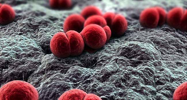 “الجلد العقدي”.. فيروس جديد يضرب عدة محافظات في مصر.. وتعرف على طرق نقل العدوى