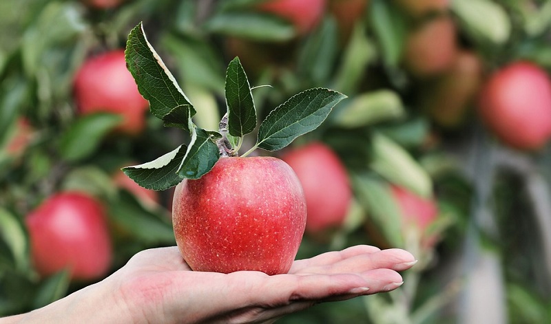 5 فوائد صحية للتفاح لم تكن تعرفها من قبل !
