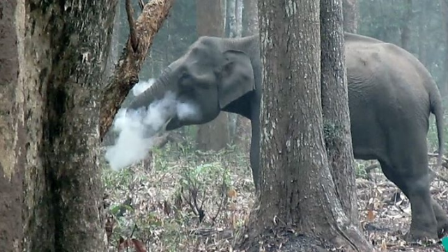 الفيل المدخن في الهند يحيّر الخبراء