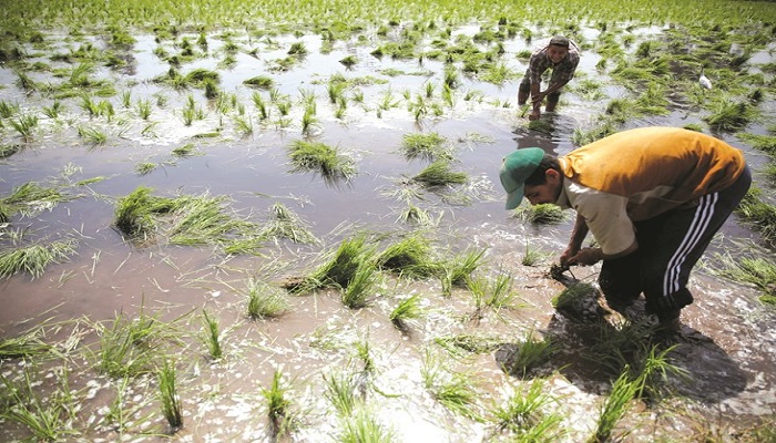 ضغوط من أعضاء مجلس النواب على الحكومة لزيادة الأراضي المخصصة لزراعة الأرز
