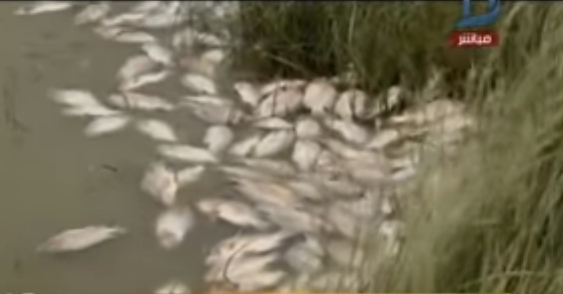 شاهد| مقطع فيديو كارثي لنفوق أطنان من الأسماك بسبب انقطاع المياه