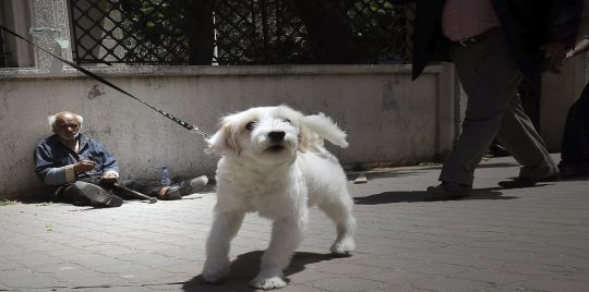 محكمة القضاء الإداري المصرية: الحبس 6 أشهر لأي شخص يصطحب كلبًا من دون ترخيص لحيازة وتربية حيوان أليف
