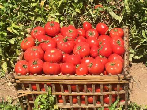 الزراعة تعلن إصابة الطماطم بفيروس “الأوراق المتجعدة” وتتخذ أول إجراء رسمي