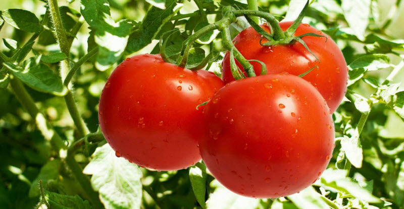 وداعًا لأزمة الطماطم | بذور تنمو بسرعة وأكبر 10 أضعاف من العادية