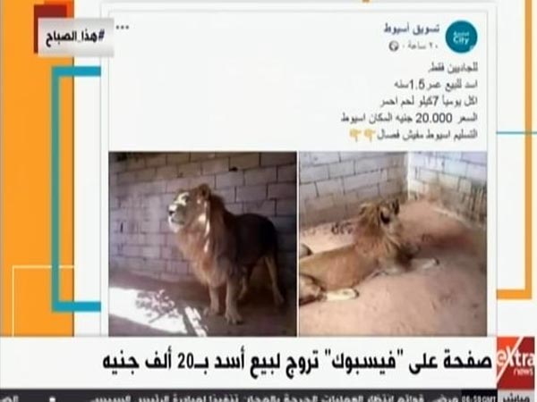 تفاصيل مثيرة وراء بيع “أسد” على الفيسبوك بـ 20 ألف جنيه.. وأول رد من الحكومة !!