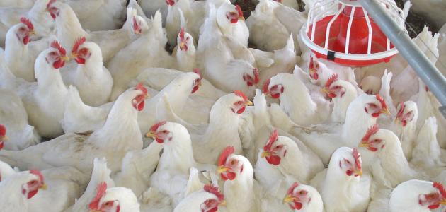 الزراعة تكشف عن موعد تطبيق قرار  منع تداول الطيور الحية «فيديو»
