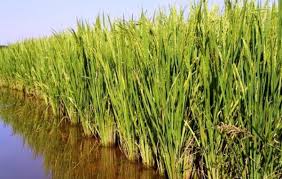 “بالتنسق مع وزارة الري”.. الزراعة تقرر زيادة مساحة زراعة الأرز