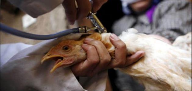 الزراعة تعلن عن اكتشاف نوع جديد من فيروس أنفلونزا الطيور