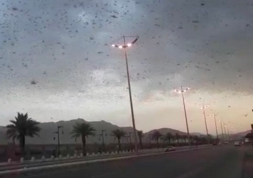 بالفيديو| أسراب الجراد تغطي سماء نجران جنوبي السعودية.. وتحذيرات من غزها لمصر