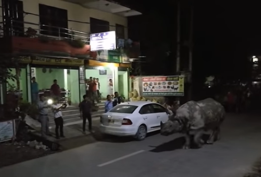 بالفيديو.. حقيقة ظهور وتجول حيوان “وحيد القرن” في شوارع القاهرة