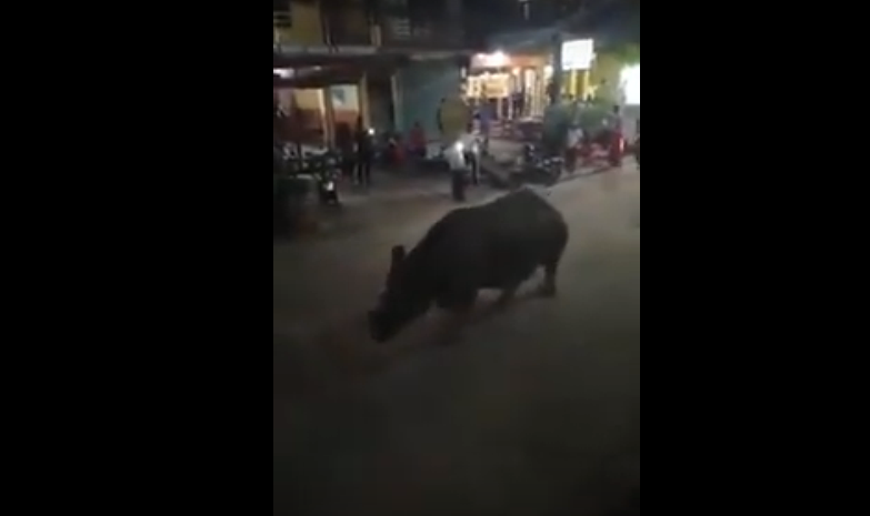 تعرف على حقيقة فيديو خرتيت (وحيد القرن) يسير في شوارع مصر