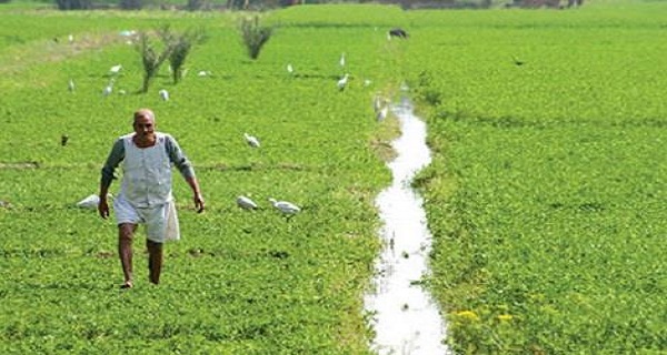 رئاسة الوزراء تعلق على قرار بيع مياه الري للمزارعين