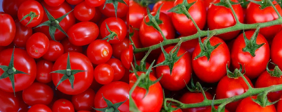 نقيب الفلاحين يُحذر الجميع من ارتفاع قوي في أسعار الطماطم خلال الفترة القادمة ويوضح الأسباب