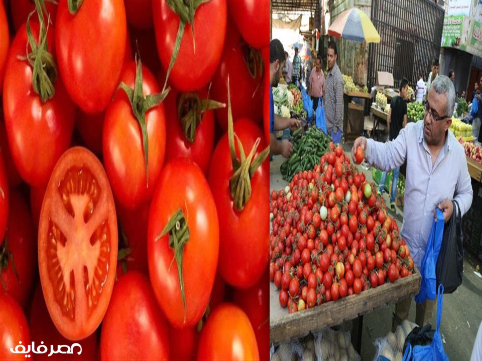 نقيب الفلاحين يصدم المصريين ويعلن ارتفاع جنوني في أسعار الطماطم