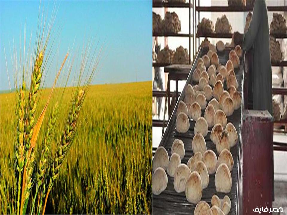 مصر تعلن عن مساحة الأراضي المخصصة لزراعة القمح.. ومفاجأة خلال أيام