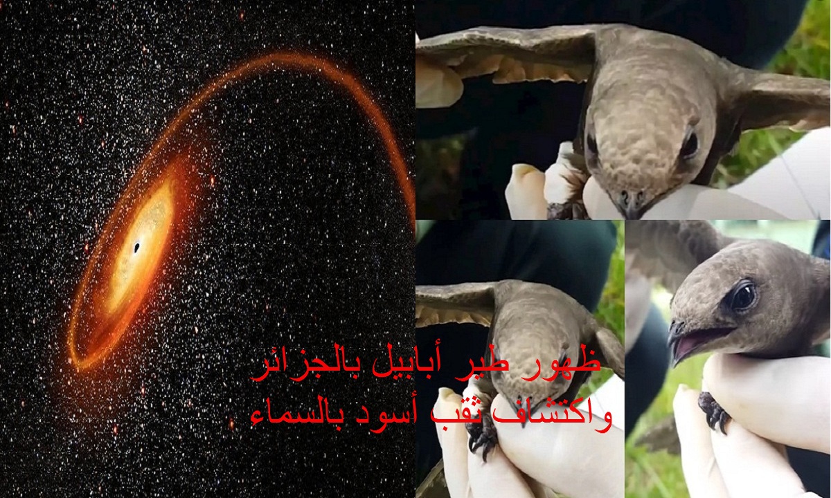 “بالفيدو والصور” ظهور طائر أبابيل بالجزائر للمرة الثانية ووضعه تحت الحماية واكتشاف ثقب أسود قريب من الأرض