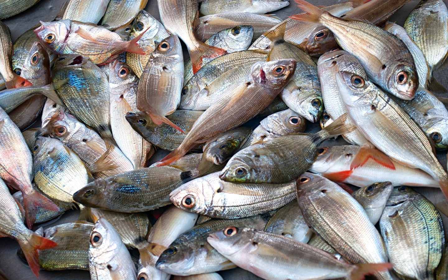 أسعار الأسماك اليوم الأحد 12-7-2020