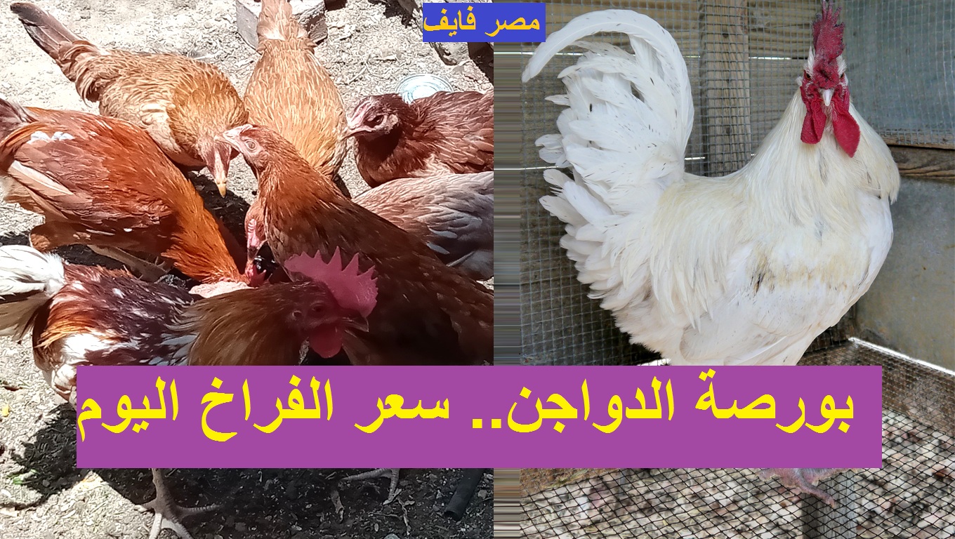 بورصة الدواجن.. سعر الفراخ اليوم 9 مارس 2021 “بيضاء وساسو وأمهات”