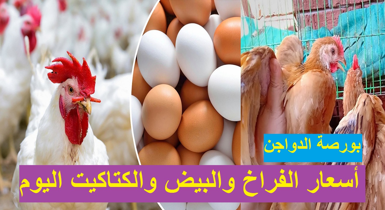 بورصة الدواجن.. سعر الفراخ اليوم الأربعاء 21 أبريل 2021 بيضاء وساسو وأسعار الكتاكيت والبيض