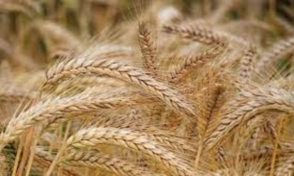 وزير التموين يعلن موعد بدء توريد القمح المحلي، ومصر تجري مفاوضات مع الأرجنتين لاستيراد القمح