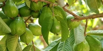 أوراق الجوافة كنز من الفوائد الصحية.. علاج التهاب الشعب الهوائية وخفض سكر الدم